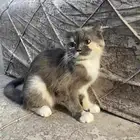 أنثى سكوتش للبيع 200