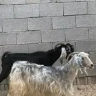 معزاء