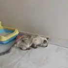قطه اليفه للتبني.. حقت بيت ونظيفه وماخذه تطعيمات