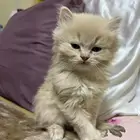 قطط للبيع