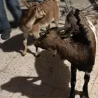 قزميات للبيع جوز