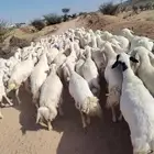 الغنم حرش حريات منوت الغناى