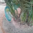 نخيل مثمر للبيع صقعي سكري اخلاص هلالي مجدوله شيشي خضري