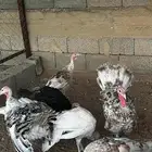 دجاج رومي