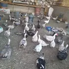 الموقع المزحميه