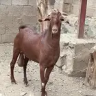 فحل أدهم ثني