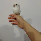 ببغاء روز