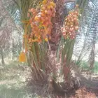 متوفر فسايل مثمره للبيع جميع الأنواع