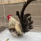 ديك روز للبيع