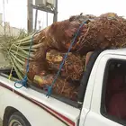 يتوفر لدينا 12حبه نخل اخلاص من النوع الفاخر للبيع