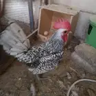 جوز دجاج سبرايت(بياض)