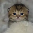 كيتن سكوتش فولد للبيع