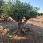 اشجار زيتون ونخيل