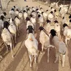 بربري صومالي للبيع جمله بسعر 500 ريال