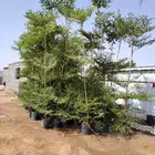 تنسيق حدائق عام وخاصة جميع انواع الزرع والثيل صناعى وطبيعي