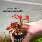 نباتات أنواع مختلفة