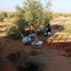موجود اشجار زيتون مثمرة بوصه واحد ونص بوصه اثنين بوصه