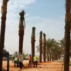 نخل مثمر واشنطن