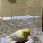 كروان لاتينو اليف