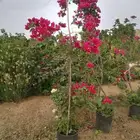 مشاتل تنسيق حدائق وتيل وزهور