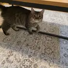 قط للتبني مع اغراضة