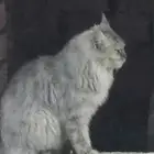 قطة شيرازية للبيع