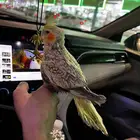 كروان اليف مفطوم