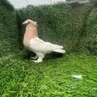 حمام تركي دبل كرست (تم البيع)