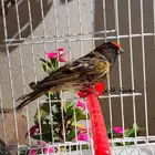 اجواز بسبوس ايراني