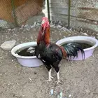 للبيع دجاج باكستاني سندي