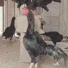 دجاج شامو فاخر