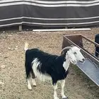 عنز مضرع عمره سديس