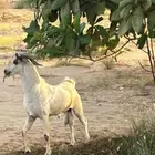 تيس بيشي أكحل