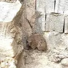 وبران جنوبيه للبيع