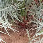 نخيل توريد وزراعه فسايل وتكريب وتنضيف