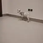 تيس قزمي للبيع