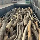 ح. ط. ب سمر مبروم شلايخ ارطى