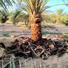 نقوم بقلع وتكريب وتنضيف وتحويض اتخيل وكل ما يلزم انخيل