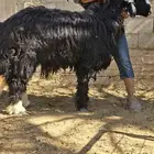 نجد طليان طيبه للبيع