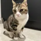 قطه للتبني