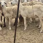 رخال دفيع حرش العدد 34 راس