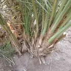 مجدول عجوه صقعي عجوه برني روثان بياض سكري