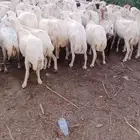 يوجد لدينا ضان رفيديات للبيع العدد 100راس دوافع مضاريع قرايب