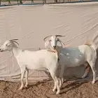 2 ماعز بيشيات على ولاد