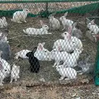 أرانب صحتهم طيبه