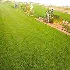 مزرعة ثيل لتوريد الثيل بأسعار الجمله