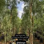 أشجار خشبيات سماكه كبيره ( سدر بلدي وقرض افريقي وطلح ملحي )