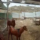تيوس محايلية فحول