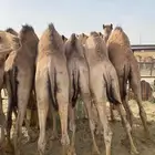 قعدان مفاريد فل شحم الحد من 5500
