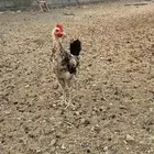 ديوك للبيع بلدي